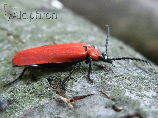 Pyrochroa coccinea