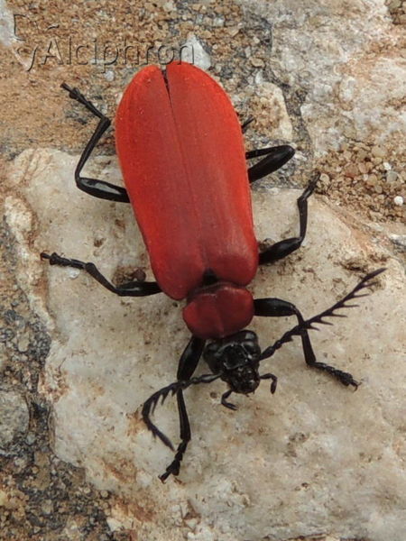 Pyrochroa coccinea