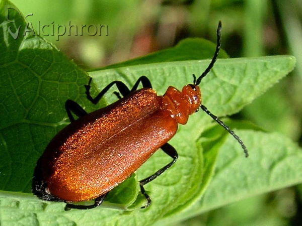 Pyrochroa serraticornis