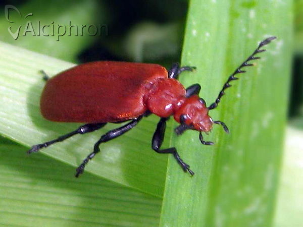 Pyrochroa serraticornis