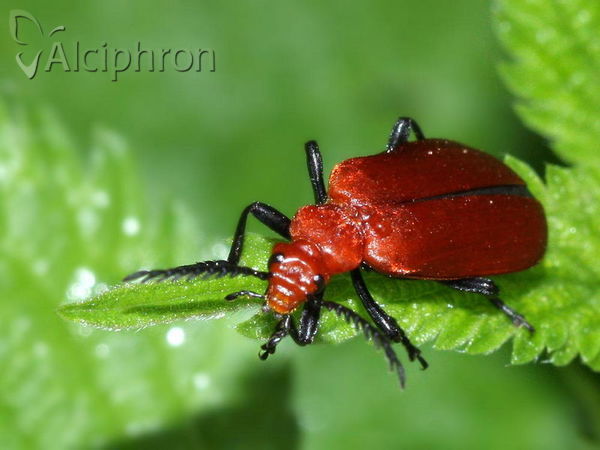 Pyrochroa serraticornis