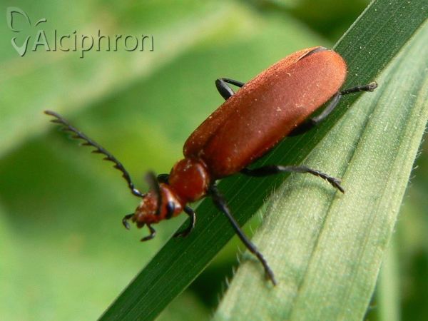 Pyrochroa serraticornis