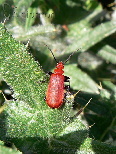 Pyrochroa serraticornis