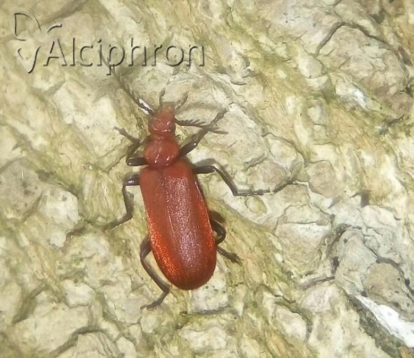 Pyrochroa serraticornis