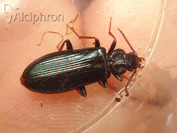 Pytho depressus