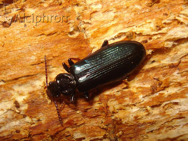 Pytho depressus