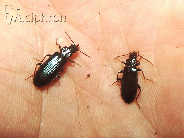 Pytho depressus