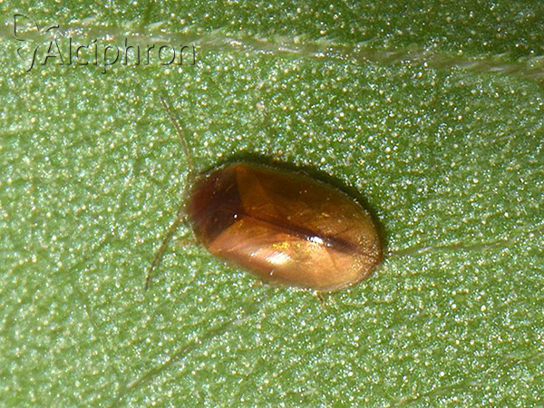 Cyphon variabilis