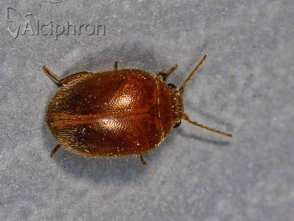 Prionocyphon serricornis