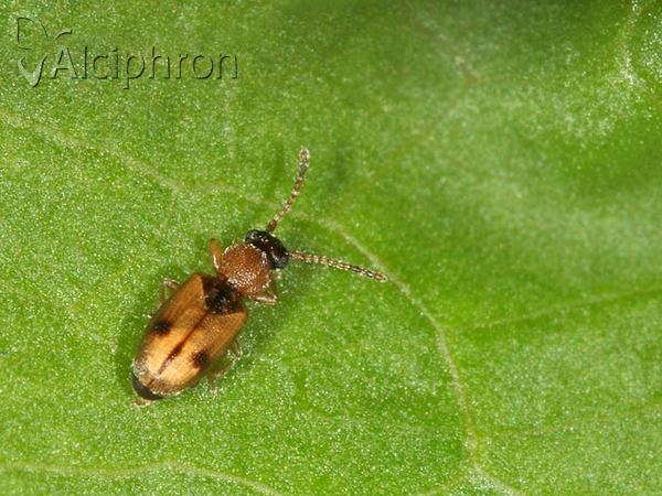 Psammoecus bipuncatatus