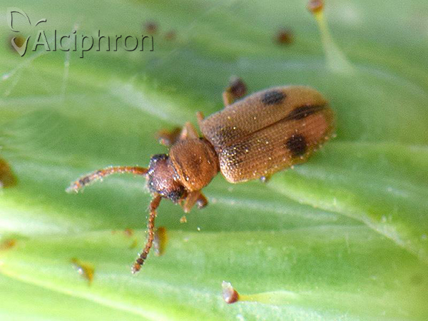 Psammoecus bipuncatatus