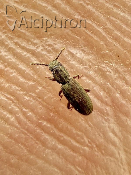 Oryzaephilus surinamensis