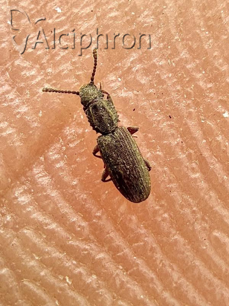 Oryzaephilus surinamensis
