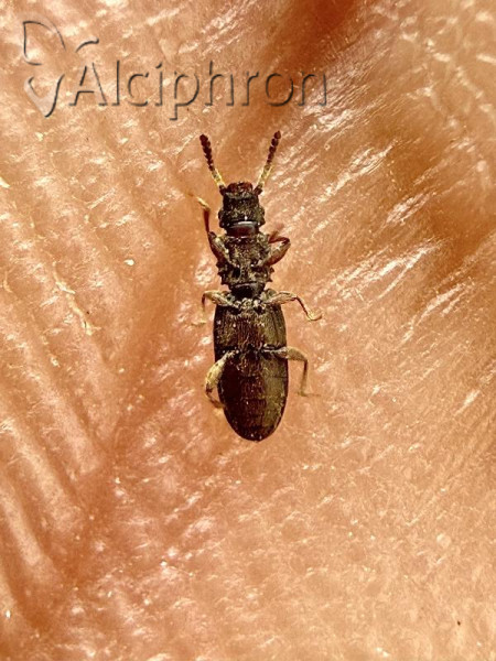 Oryzaephilus surinamensis
