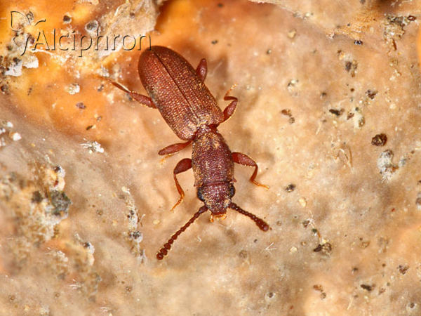 Silvanus bidentatus