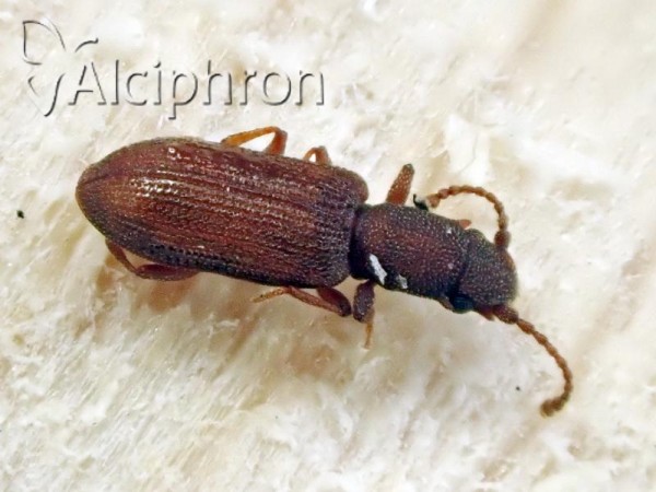 Silvanus bidentatus