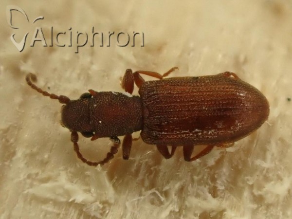 Silvanus bidentatus