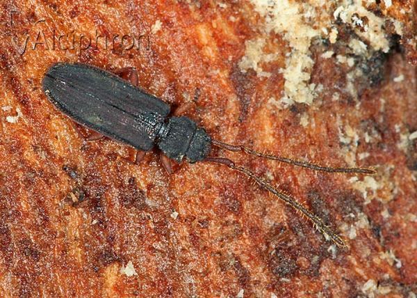Uleiota planatus