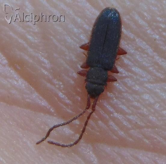 Uleiota planatus