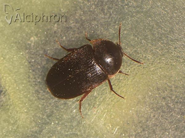 Eustrophus dermestoides
