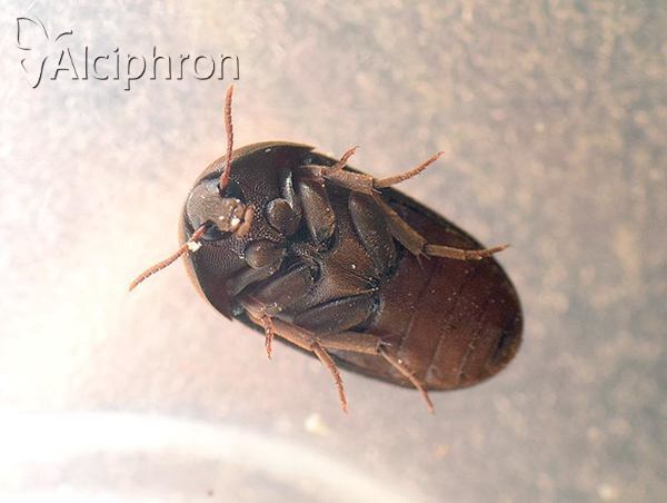 Eustrophus dermestoides