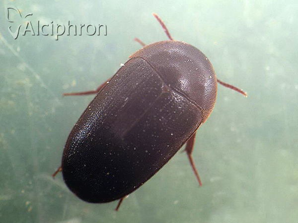 Eustrophus dermestoides