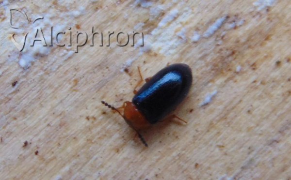 Tetratoma fungorum