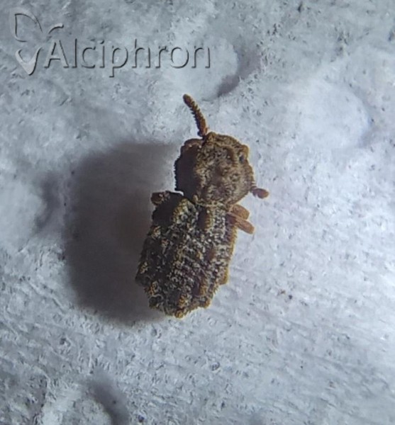 Nosodomodes tuberculatus