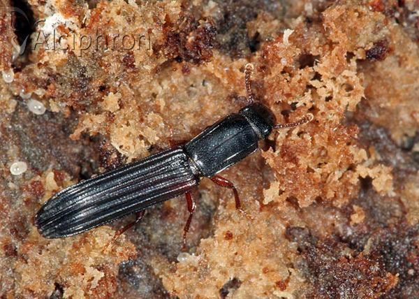 Colydium elongatum