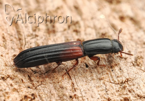 Colydium filiforme