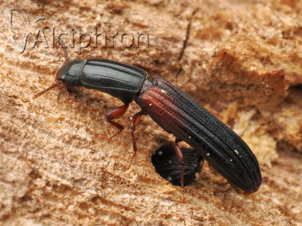 Colydium filiforme