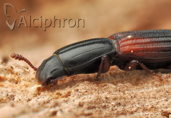 Colydium filiforme