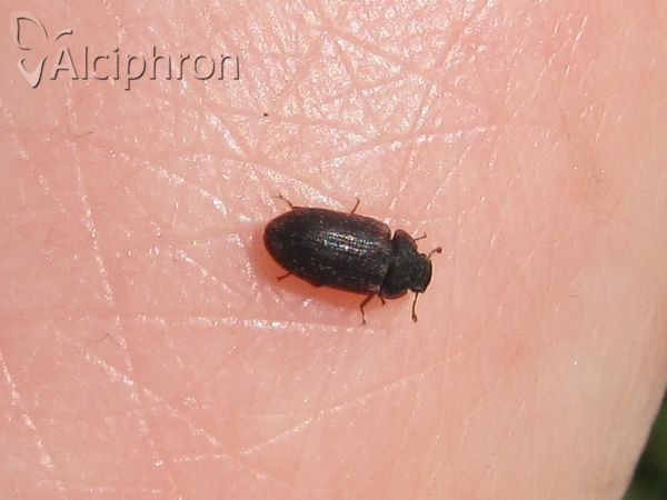 Colobicus hirtus