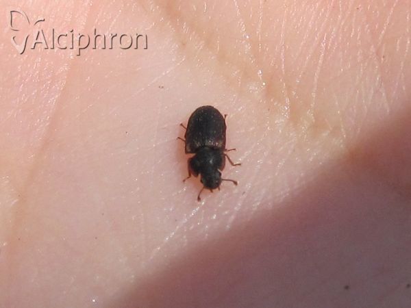 Colobicus hirtus