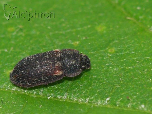 Colobicus hirtus