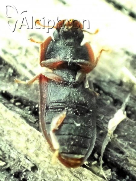 Colobicus hirtus