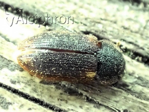 Colobicus hirtus