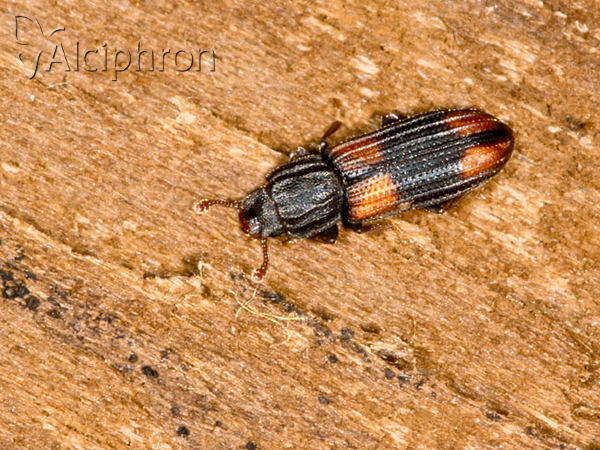 Bitoma crenata