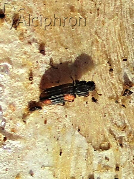 Bitoma crenata