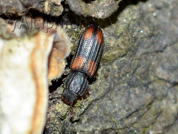 Bitoma crenata