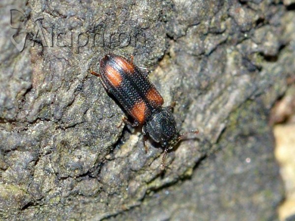 Bitoma crenata