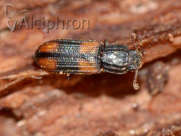 Bitoma crenata