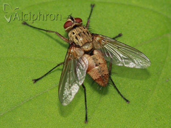 Dexia rustica