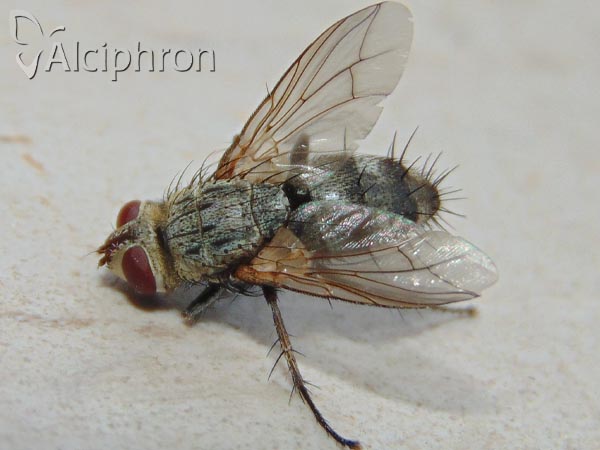Microphthalma europaea