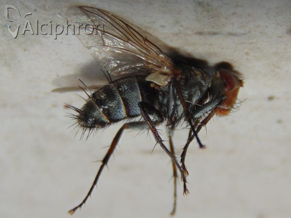 Microphthalma europaea