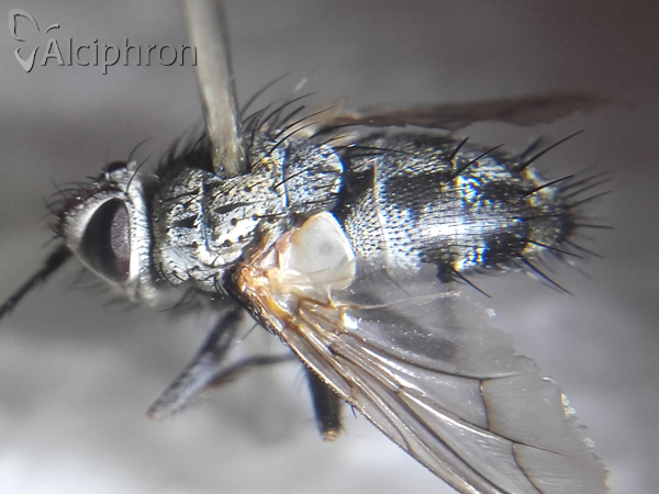 Microphthalma europaea