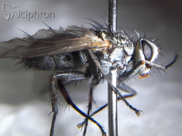 Microphthalma europaea