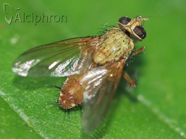 Leskia aurea
