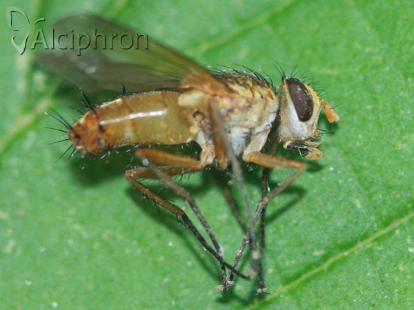 Leskia aurea