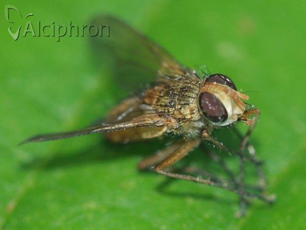 Leskia aurea
